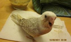 I have 6 baby cockatiels and 3 baby linnies. All are being handfed and handtame. They all are learning to stepup and are very friendly. If you would like to come and see them send a e-mail. They will be ready to go to there new homes at the end of