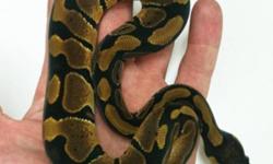 Baby ball pythons. They are eating great on f/t rats.
This ad was posted with the Kijiji Classifieds app.