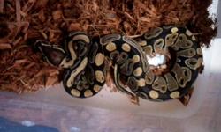 3 baby male ball pythons
pic one 176g
Pic two 215g
pic three 188
All of theses Guys would be a great starter snake to get in the hobby being at such a great weight.
Call or text are 905 912 1828 or email