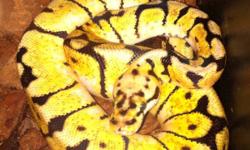 I have some ball pythons ready to go, everyone has had at least 6 meals. Here is a list of what I have.
Spider ball pythons
Males 200.00
Females 250.00
Bumblebee ball pythons
Males 500.00 obo
Females 650.00
Normal ball pythons
Males 50.00
Females 75.00