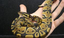 We have 3, male, baby ball pythons for sale. They are eating well on frozen/thawed rat pups.
As with any pet, please do your research prior to inquiring to make sure a ball python is the right pet for you!
Critters Pets is a small pet store located 15