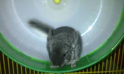 We have an adorable black velvet chinchilla boy old who is now old enough to leave his mom. His colours are very rare, he is black with blue eyes. He is very well behaved and extremely sociable with people and other chinchillas. He is looking for a new