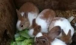 We have baby bunnies that my son would like to sell however we are offering them free to good homes as we do not have room to keep them.  They are all cinnamon and white and are ready to go. We have pictures not posted yet call to view.