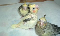 Hi we at sweet  beaks aviary have some very nice cockatiels babies for sale these guys have been handfed from 2 weeks old, and are growing  very fast, we are now taking deposits on them, so if you  would like to know more come and see us or give us a call
