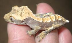I have an unsexed baby crested gecko available.  It's approximately 2 months old and eating Repashy Crested Gecko Diet. 
 
Crested geckos are great beginner geckos and have many benefits including no special lighting needs, and being able to eat a diet