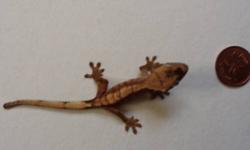 Baby crested geckos:
-two babies
-unsexed
-appears to have traits of both parents(spotting, striping, harlequin features)
-$150/each(negotiable)