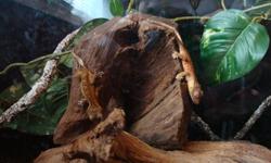 Un-sexed baby crested geckos for sale just in time for the holidays. These pets retail for 100.00 to 130.00 in pet stores, so you will not want to miss this limited time offer.
I am an experienced breeder that has been raising crested geckos for over five