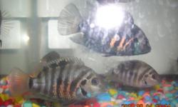 Baby Convict Cichlid for sale 
Very nice fish
 
(You can compare with the fish from pet store)
1cm (0.4") = 10pcs for $1.00
4cm (1.6") =   2pcs for $1.00 (Easy to distinguish gender)
 
 
Email:  16087935@qq.com