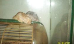 I currently have two batches of baby gerbils to sell. We are running out of cages and we think mom is pregnant again. We would like to see these gerbils go to good homes.
The first group is three blonds that are about three to four months old. They have