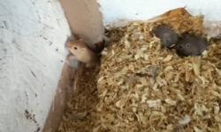 I have five baby gerbils for sale, two black and three brown. Healthy and need a good home. Awesome pets, $5 a piece.
This ad was posted with the Kijiji Classifieds app.