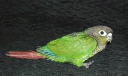 The Majestic Parrot has baby Green-cheek Conures now available for deposits!!! Deposits can be paid on our website: PayPal, credit card, interact-e transfer, etc.
1. SOLD Green Cheek conure
2. SOLD Green Cheek conure
3. Green cheek conure (available for