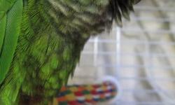 I have a 12 week old Green Cheek Conure baby for sale. S/he is very tame, has not been DNA'd as of yet but will do upon request. S/he loves to lay on his/her back & fall asleep, recieve head scritches & beak rubs. Knows his/her first trick, "turn around"