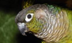 I have a baby green cheek conure for sale. It was hatched on August 8th. It was raised by its parents in its nestbox. Retail price of these birds is 400. asking 250. If you need more information please text my cell phone at. 506-461-3780. Or call my home