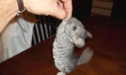 Baby 10 week old standard grey female chinchilla. Tame much better when handled young.  They retail at local pet stores for 160.00 plus. Very rare to find chins this young. Contact for questions and details.  100.00 obo Trades welcome