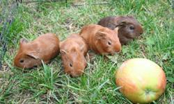 VERY CUTE BABY GUINEA PIGS, ALL MALES, VERY SOFT AND PLAYFULL. IN RUTLAND, 20$ EACH OR 30$ FOR 2 BABYS. PLEASE CALL 250 469 9334