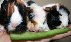 ADORABLE GUINEA PIG BABYS FOR SALE, 3 BOYS, VERY GOOD WITH CHILDREN, SOFT AND SHORT HAIRED, IN RUTLAND, 20$ EACH. PLEASE CALL 250 469 9334