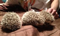I have 3 baby hedgehogs for sale, 2 girls and 1 boy. They are all salt & pepper in colour and are fun, loving animals that will be ready to go to loving homes in 2 weeks. If you are interested please e-mail me and I can send you pictures and give you any