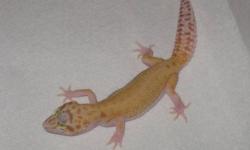 I have 2 baby leopard geckos left that I produced this season for sale.
RAPTOR female hatched August 4 - $90
Reverse stripe RAPTOR August 27 - $110
All the babies are hand tame and eating well on mealworms and small crickets. The do not come with any