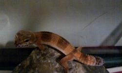 The leopard geckos are healthy and eating. IF YOU WANT ONE OF THE, SEPERT PLEASE CALL OR EMAIL PRICE AT 416 910 8840
 
 
 
TANGERINE
SNOW
HIGH YELLW