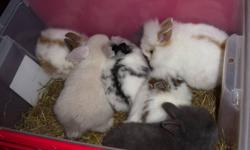 I have 5 baby Lionheads for sale, born on August 31st. Ready to go home in about 2-3 wks. If you want to hold one, you need to pay a deposit. These babies go from $30-$40.(There is a one Holland Lop in a box with the Lions, she is for sale too) I also