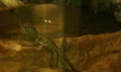 baby green basilisk lizards (jesus christ lizard) for sale 50 bucks each obo