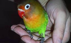 Just bought a baby lovebird 2 days ago from pet toys and more. Have to sell due to allergies. This beautiful little bird comes with a cage, food all new toys and travel carrier. registered and has a little bracelet. Also comes with a hatch certificate. We