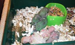 Hello i have 4 baby lovebirds for sale hand feed and also feed by very tame parents ,they come from a loving home colours so far are 2 lutinos and 2 greenish grey so it seems so far ,they are 3 weeks old and ready to go asap is u are interested and can