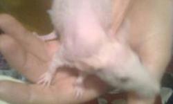 beautiful,friendly male baby male rats ready for new homes,also available are hairless babies.