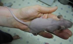 5 week old baby male  rats assorted colors haired and hairless