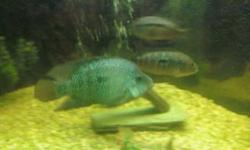 Hi I have 20 baby texas cichlids they are an south american cichlids 3.50 per or if you buy 3 or more i will give you them for 3.00 per fish no tax they are 4.00 in a pet store and most of them are medicated so if you dont medicate them to they will die