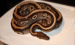 Proven adult male mojave ball python with partial genetic stripe.Beautiful animal 800+grams produced in 2005. He did not sire any litters last year and is ready for the upcoming breeding season. Call or email Mike for any questions.
