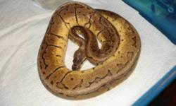 EarthExotics.net has several ball pythons available of different ages, genders, and morphs. Check out our website for the lowest prices in the GTA on dozens of different species!
2011 Female Normal - $60
2007 Breeder Male Normal (1800+g) - $125 *SAVE