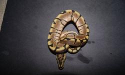 2011 SPIDER MORPH BALL PYTHONS 2 LEFT NOT SEXED EATING WELL ON FROZEN RAT PINKIES HAD 5 MEALS ALREADY YOUR CHOICE.tAKE BOTH FOR $200 OR $125 EACH.PLEASE EMAIL YOUR NAME AND NUMBER.
