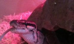 I have a two year old female python, I need to find her a good home. She is in excellent health. Comes with a tank, shelter, water dish and some other accessories. I am asking 100$ dollars o.b.o. Please contact me if your interested. 896-4354
This ad was