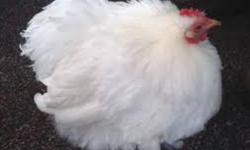 I have 12 beautiful Chickens and Roosters for sale. Very quite and great for eggs. The younger ones are so friendly and easy to pet and sit with. If you take more a deal can be arranged. I also have a cedar coup if wanted to buy. I will sell for 150. paid