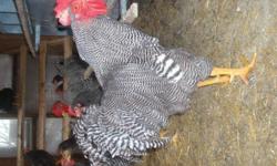 Standard barred plymouth rocks, heritage breed, not to be confused with commercial stock, larger birds with more defined barred for exhibition or meat/eggs  asking $20 each, 2011 hatch