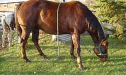 Red- "A Shabby Lady"  is a well built 15hh AQHA mare, pedigree goes back to Leo, Easy Jet, Three Bars,Two D Skip and many others. Check it out on allpedigrees.com 
 
She is 6 yrs old, green broke and has lots of go. 
One owner, lady handled and trained.