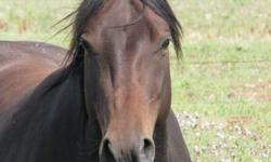 Now offereing this beautiful dark bay 3yr started filly for sale
 
This filly has had two months of training with Al Porter last fall and hasn't been ridden since, due to lack of time to ride. She is very athletic, good turn, stop, back, picks up feet and