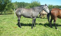 Reg. grey Quarter horse mare called Dazzlin Lacy.  She has the potential to be a good games horse.  Athletically built, good head on her.  She was exposed to shows and taken around the barrels a couple of times.  She worked in a feed lot, has done trails
