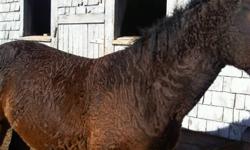 RARE...Bashkir Gelding...Very nice temperment and very low maintenence....utd on deworming , shots and farrier.  Hypo-Alergenic horse...
temperment would make excellent 4H club.  Stands close to 14 hh now.
 
Make excellent Christmas Gift!
 
Call