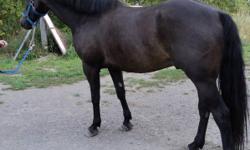 8 year old gelding, 15 hands 3, strong built, grade horse but we see some Canadian in this lovely guy, very athletic, green over jumps, great on trails, loves to work, personality plus! This gelding is an easy keeper, no vices, clean leg and no health