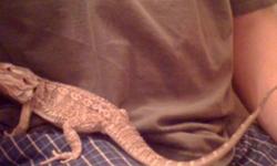 I would like to sell my bearded dragon I am moving and just don't have the time I should to spend and play with him. I am asking 80 dollars OBO I will sell the lights with him but sorry NO TANK.
This ad was posted with the Kijiji Classifieds app.