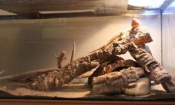 *For Sale*
 
Male Bearded Dragon, 5 years old with a very large custom made tank. (Approx 5 ft x 2 ft) We are including the lights and heat lamps, food and water bowls and wood shelter. We are looking to sell him as we are running out of room in our house