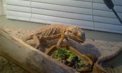 Adult Bearded Dragon for sale. He is 2 years old, 20 inches in length! He comes with his Terrarium, all lights, cricket keeper, calcium powder and all accessories! $50 ! If interested please contact 403 458 4708 for more info!