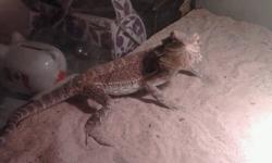 I have 5 bearded dragons for sale asking 350.00 for everything. They r healthy and have not been mated yet. There r 2 males 1 german giant and the other is tropical citris and 3 females 2 citris and 1 german giant. Please serious enquiries.