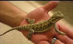 3 month old bearded dragons 60.00 dollars each, if you want more than one we can make a deal. I also have some adults I am selling, if interested let me know and we can discuss adult prices.
Jeff 289 213-1472
This ad was posted with the Kijiji Classifieds