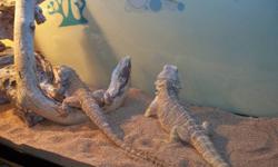 Two bearded dragons (3.5 yrs old) for sale with aquarium, heat lamp, UV lamp, wood and rocks for climbing. $180 OBO.