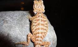2 month old bearded dragons for sale 50 each mother is orange/yellow father is orange/red if interested email thanks