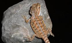 2 month old bearded dragons for sale 25 each mother is a German giant father is a red/orange if interested email thanks