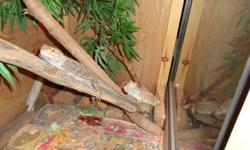 I have two bearded dragons for sale a male and a female. Mac & Roxy need a great home since we do not have time for them anymore. Price $ 100 for the pair, also their home is $200.00, so $ 300 for everything.
The tank is huge its aprox. 2 Ft. Width...7